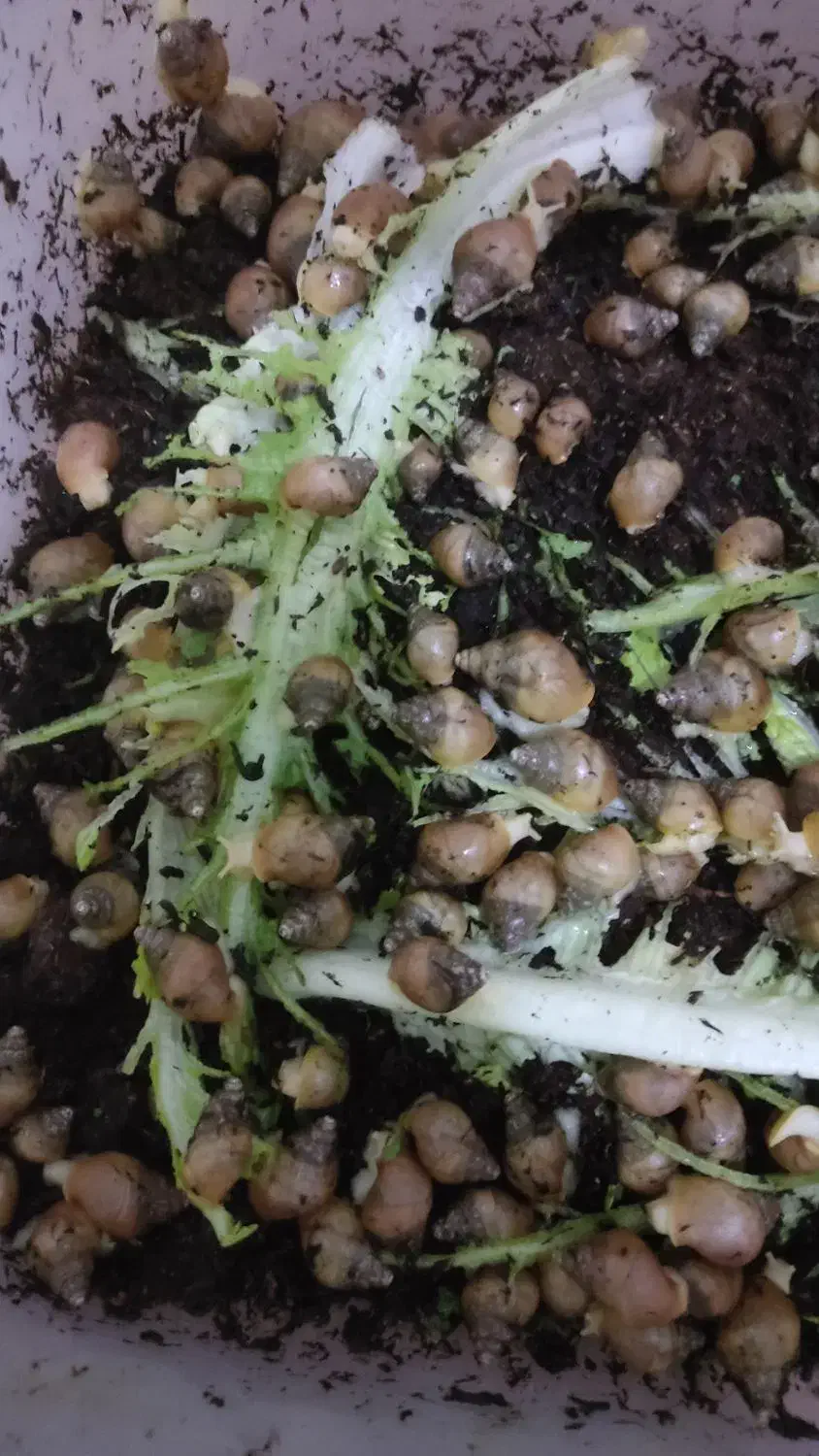 حلزون|خزنده|اردکان, |دیوار