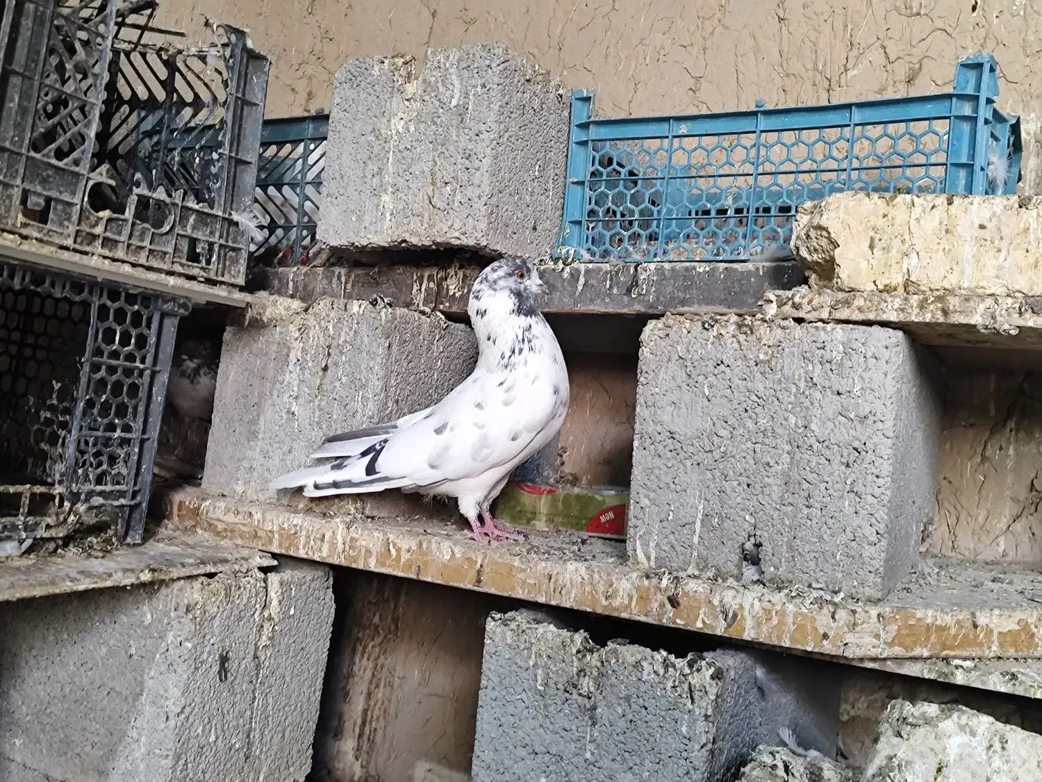 کفتر پرشی حاجی آباد|پرنده|حاجی آباد, |دیوار