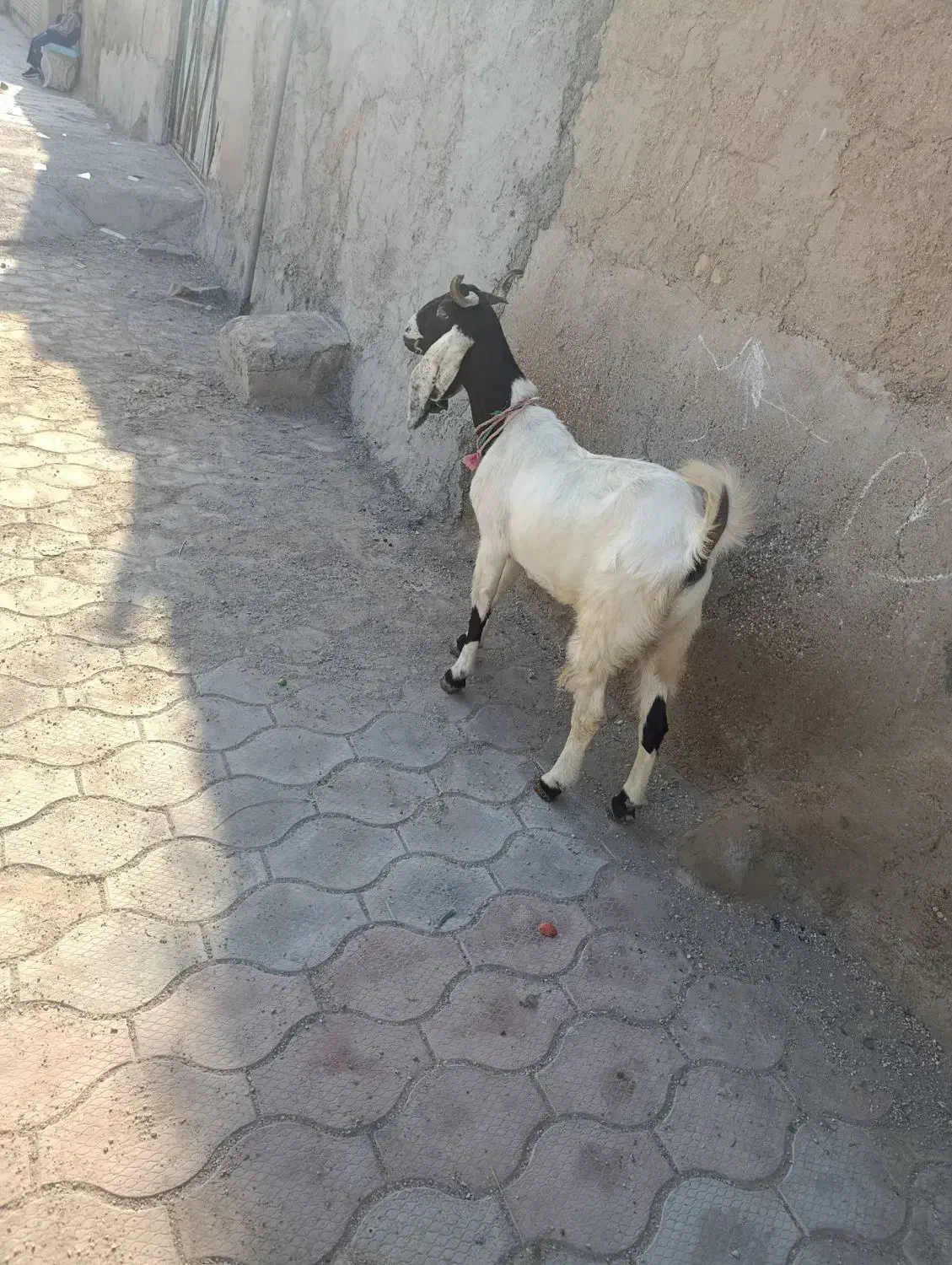 بز افقانی آبستن جهت فروش قیمت 145/000/000|حیوانات مزرعه|اهواز, منازل کارون|دیوار