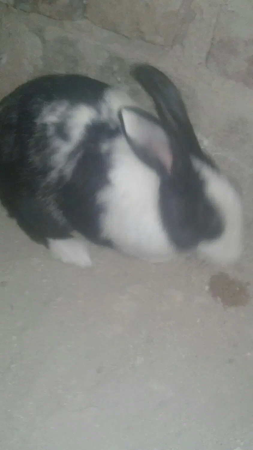 یک جفت خرگوش|موش و خرگوش|بوکان, |دیوار