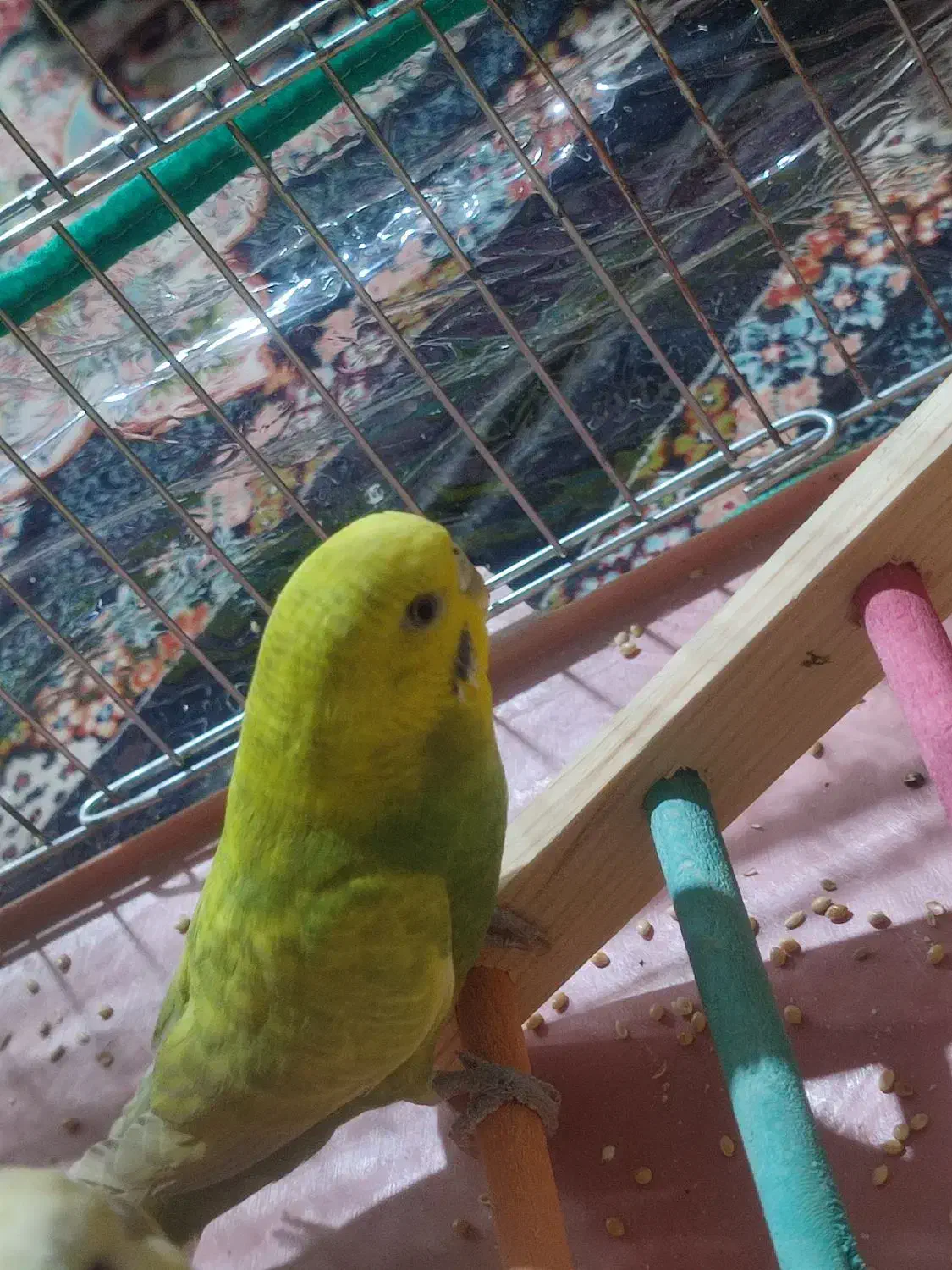 دو عدد مرغ عشق نر ماده|پرنده|جیرفت, |دیوار