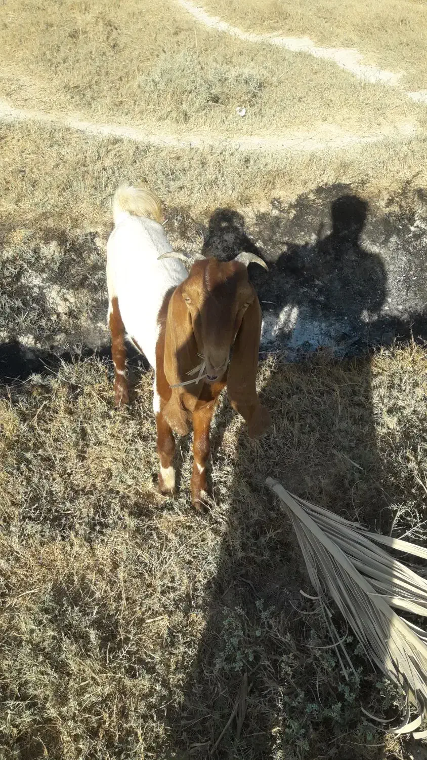 دوعدد بزماده|حیوانات مزرعه|خرمشهر, |دیوار