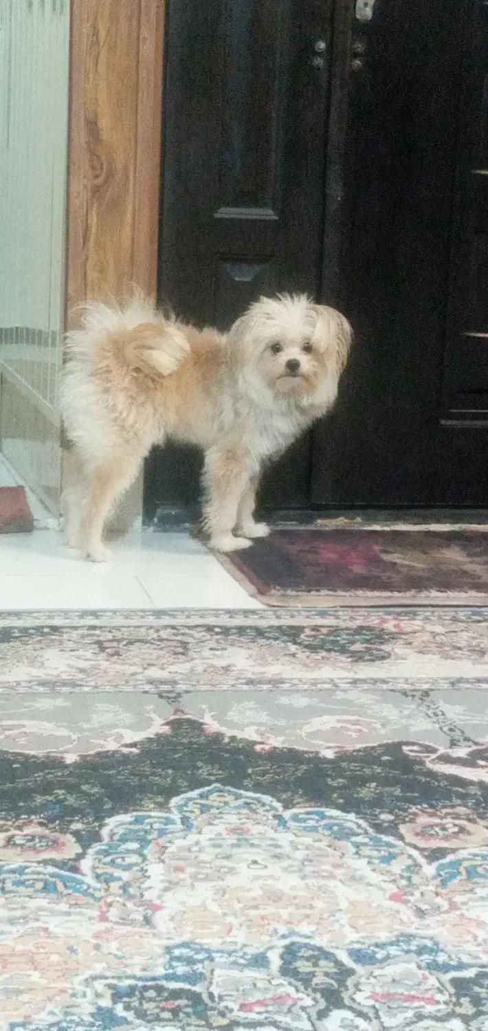 سگ پامر|سگ|مشهد, کشف|دیوار