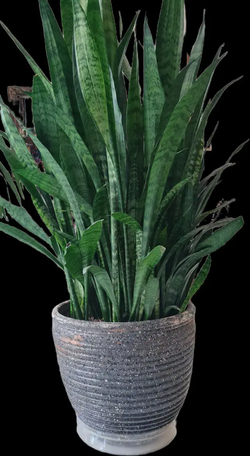 گیاه همیشه سبز با گلدان سفالی|گل و گیاه طبیعی|اصفهان, بهار آزادی|دیوار