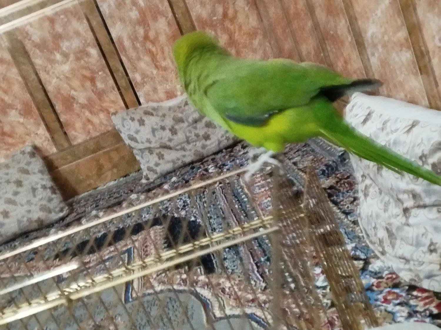 ملنگو|پرنده|خرمشهر, |دیوار