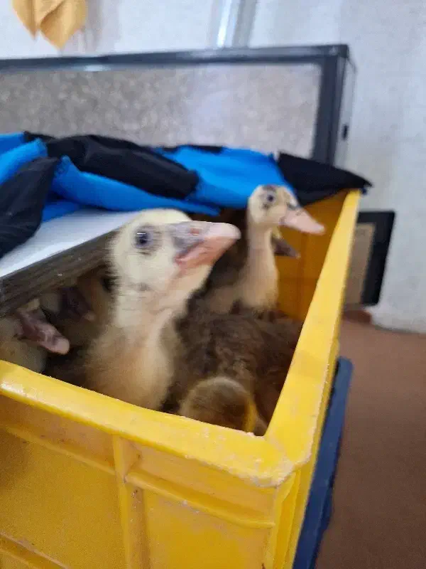 جوجه غاز|حیوانات مزرعه|قائمشهر, |دیوار