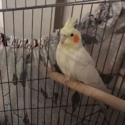 عروسی هلندی|پرنده|تهران, صادقیه|دیوار