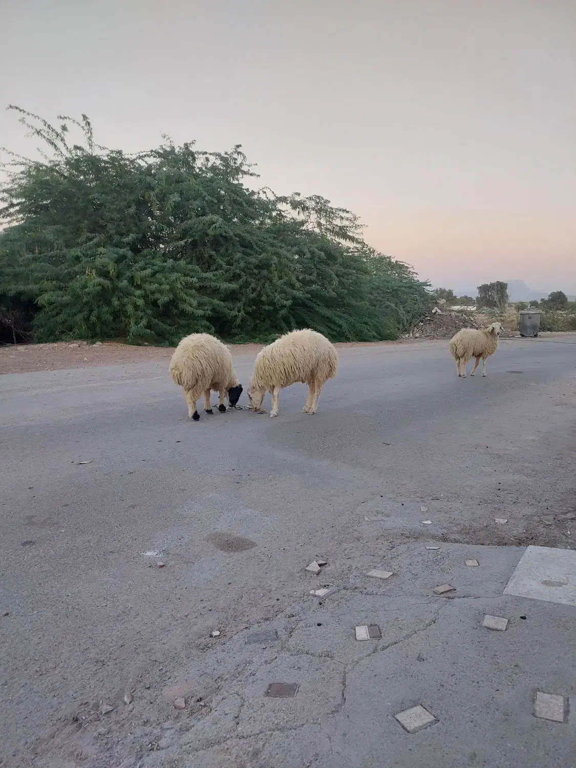 ۳ عدد بره نر|حیوانات مزرعه|فین, |دیوار