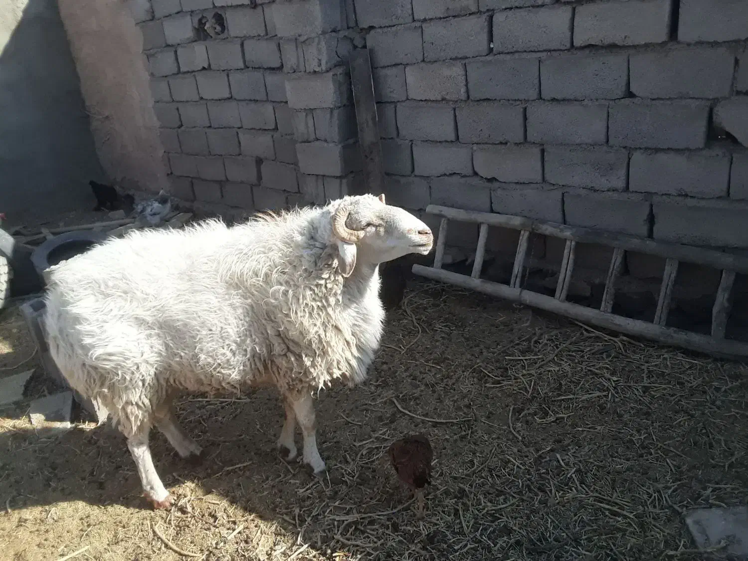 قوچ|حیوانات مزرعه|سربیشه, |دیوار