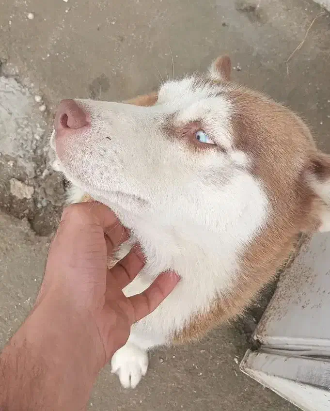 هاسکی سیبرین واگذاری|سگ|آستارا, |دیوار