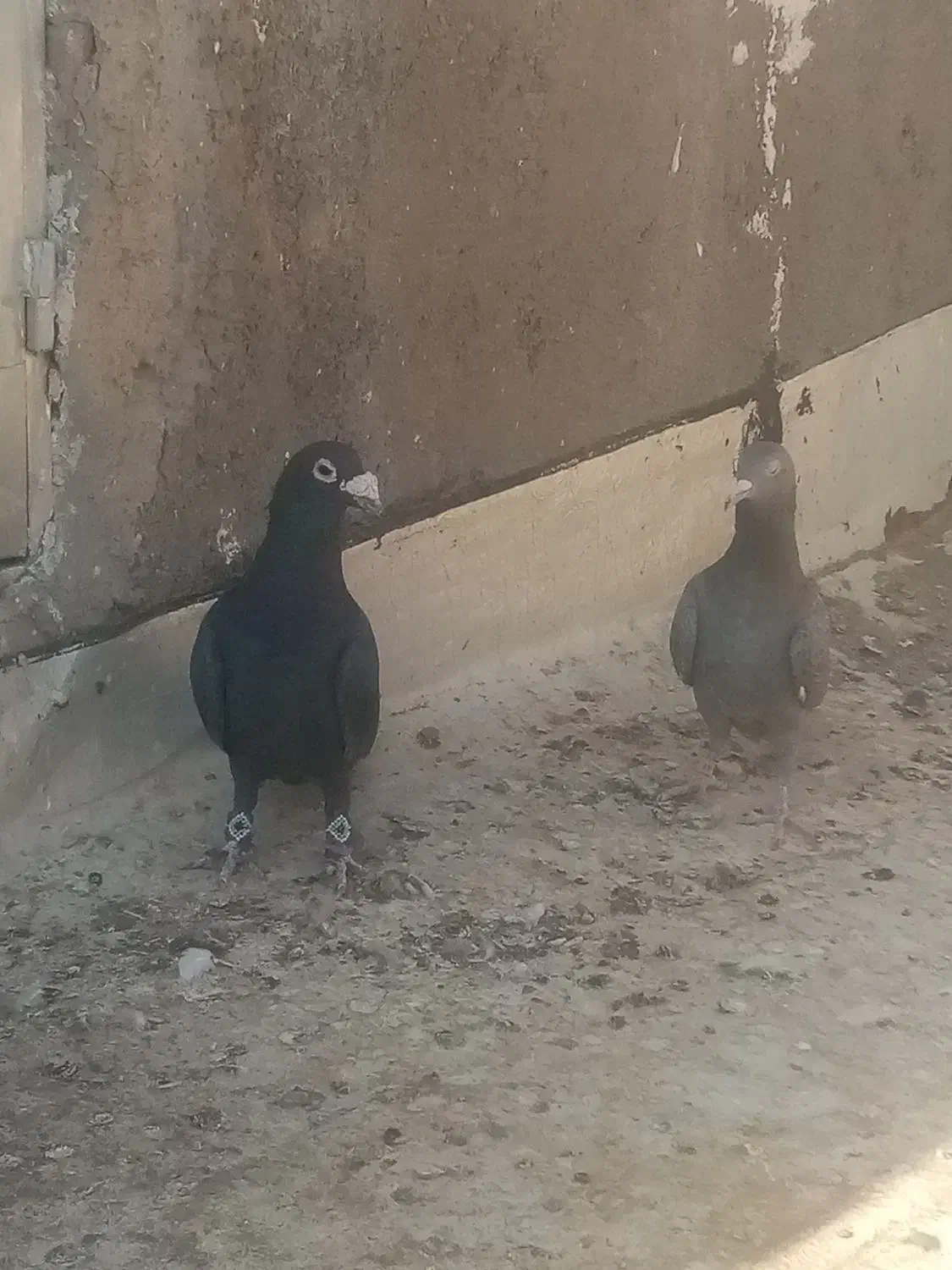 کبوتر|پرنده|تربت‌حیدریه, حاجی یار‎|دیوار