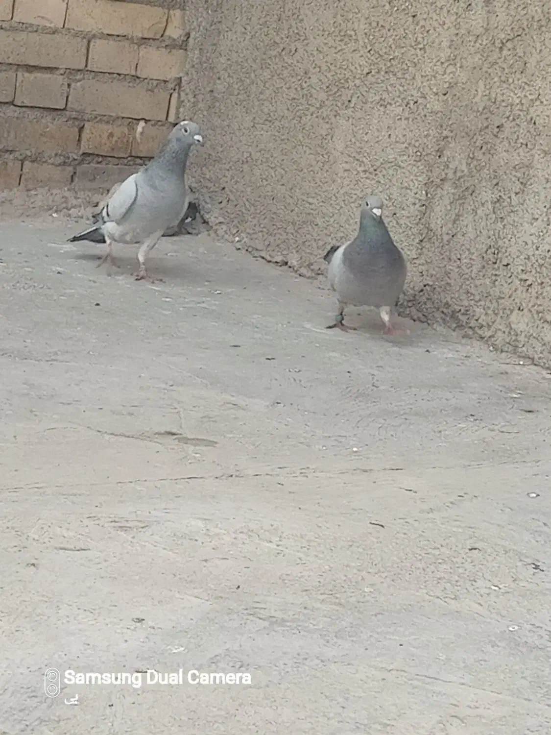 کبوتر|پرنده|مزرعه کتول, |دیوار