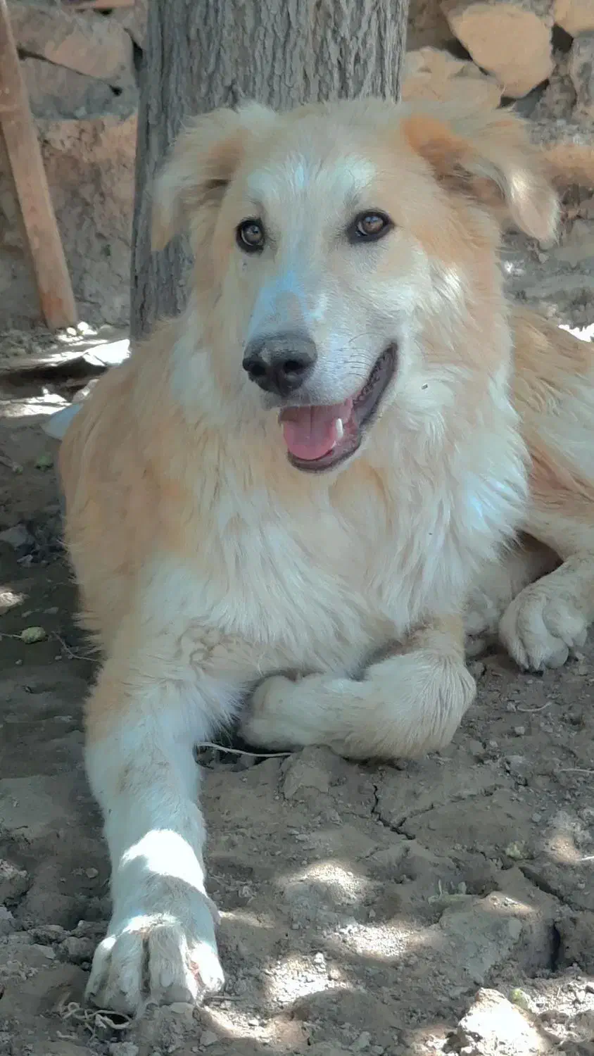 گمشده|حیوانات|بیرجند, |دیوار