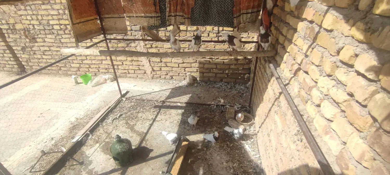 کبوتر طوقی|پرنده|اردکان, |دیوار