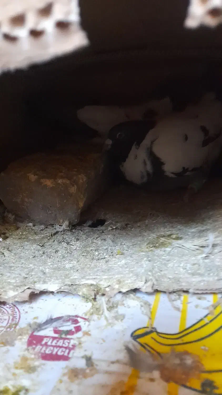 کبوتر|پرنده|مشهد, انقلاب|دیوار