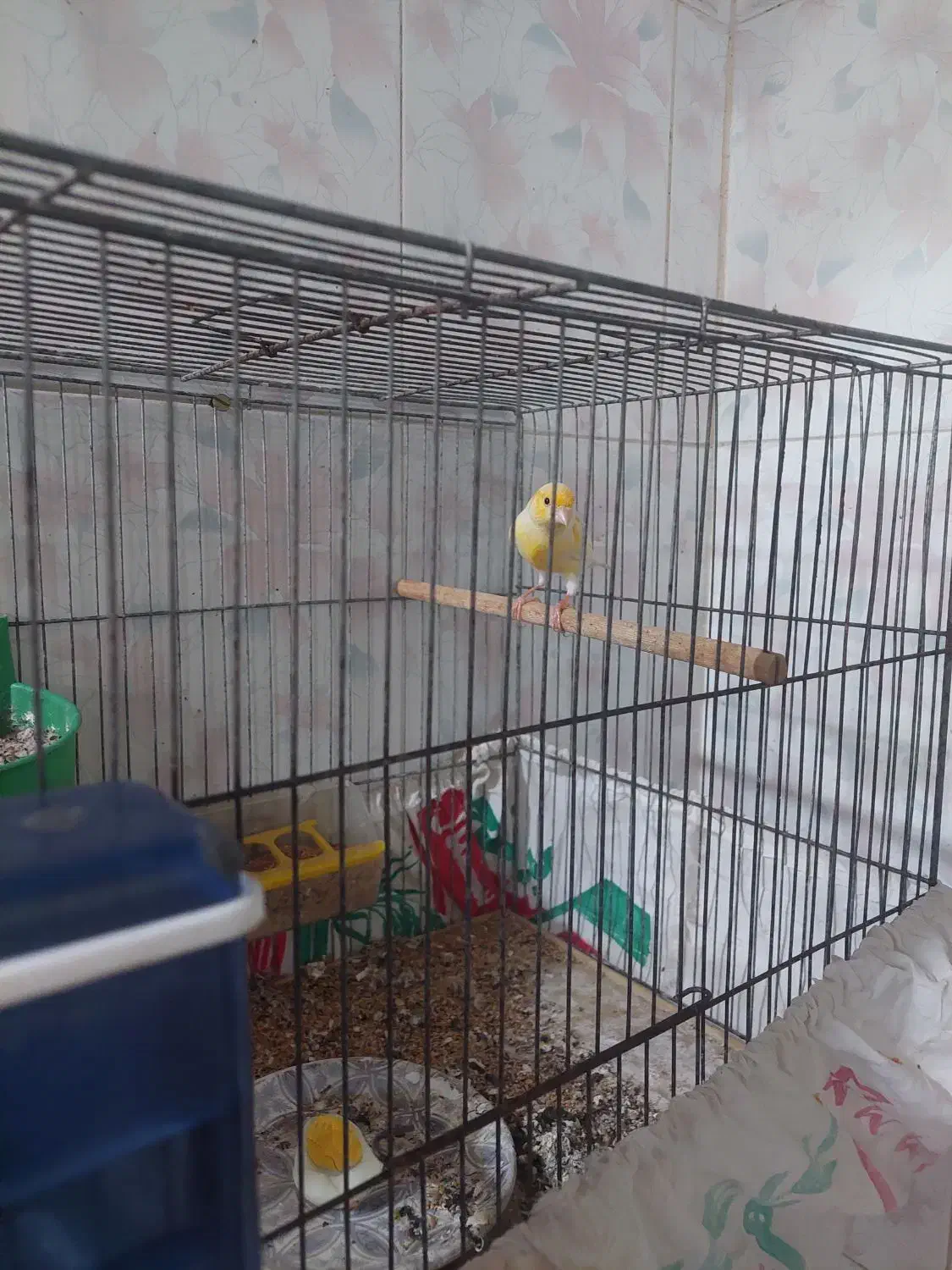 قناری جوان لیمویی|پرنده|میبد, |دیوار