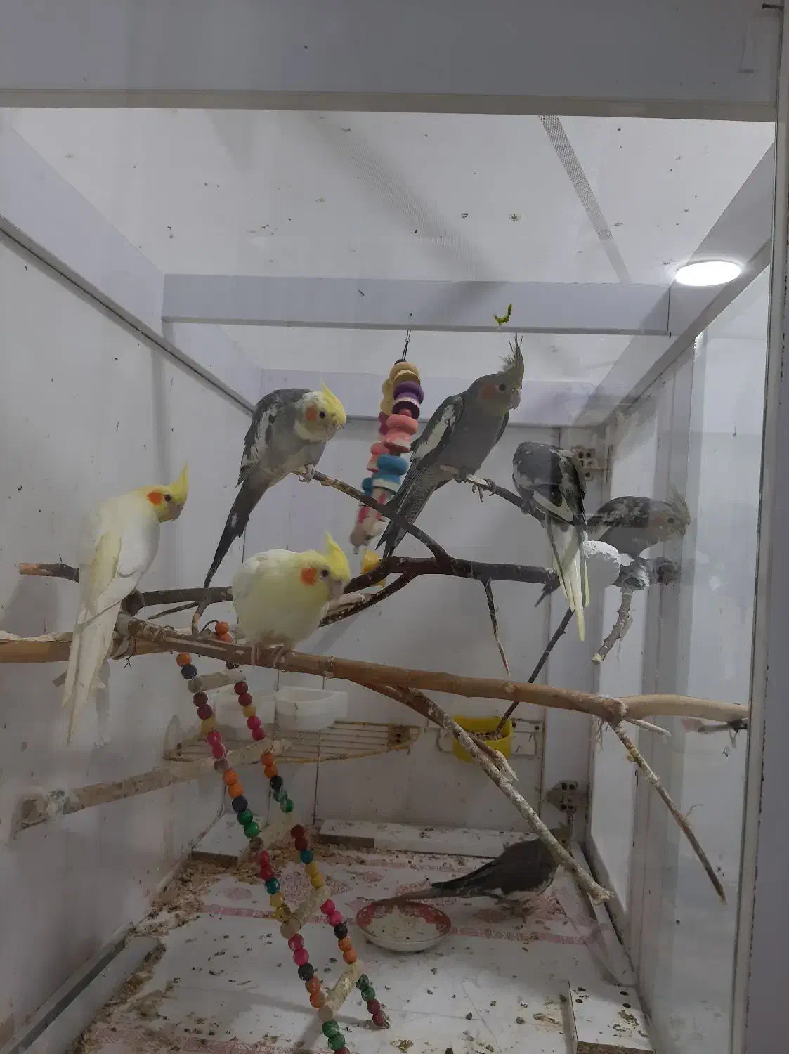 عروس هلندی۸۰۰ تومن|پرنده|کوچصفهان, |دیوار