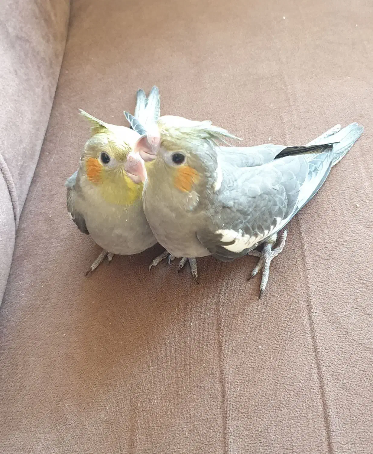 جوجه سرلاکی عروس هلندی|پرنده|اردبیل, |دیوار