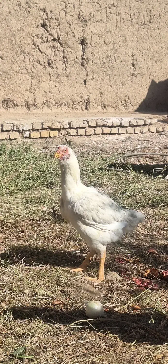 خروس لاری و مرغ لاری|حیوانات مزرعه|مهریز, |دیوار