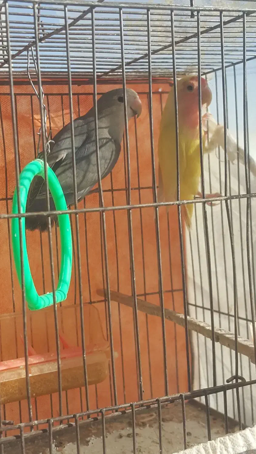 طوطی کوتوله|پرنده|مشهد, ادیب نیشابوری (شهرک غرب)|دیوار