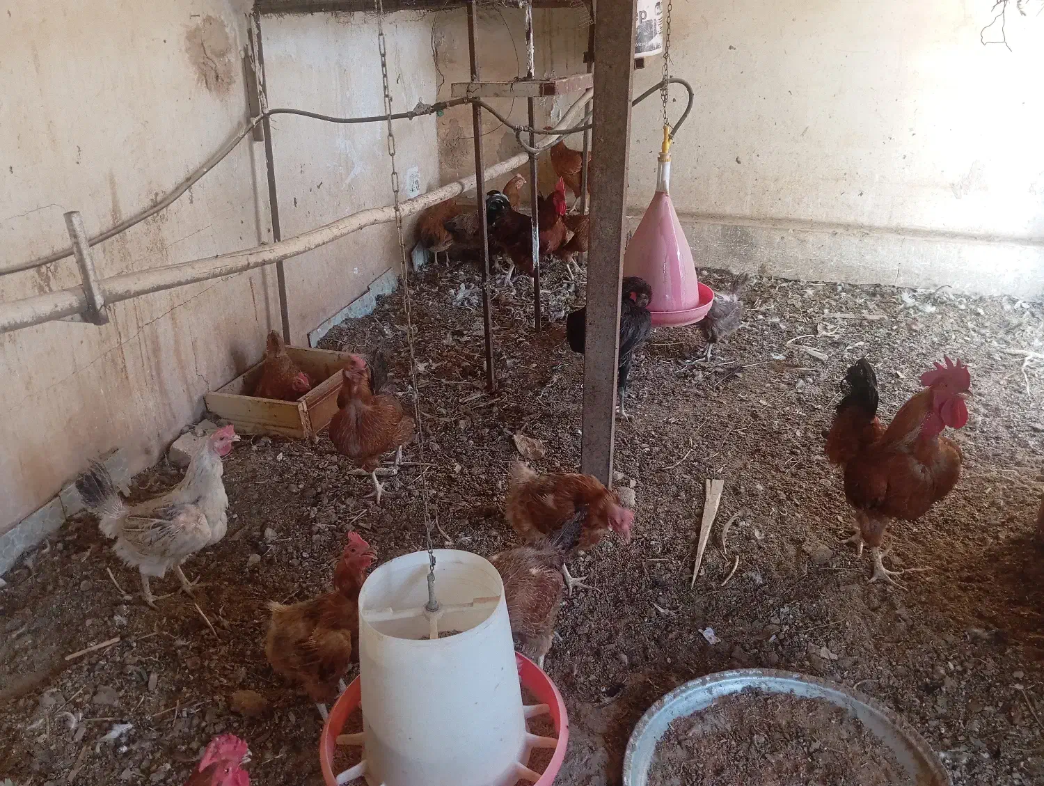 عرضه تخم بوقلمون و مرغ نطفه دار|حیوانات مزرعه|شاهین‌شهر, شهرک میلاد|دیوار