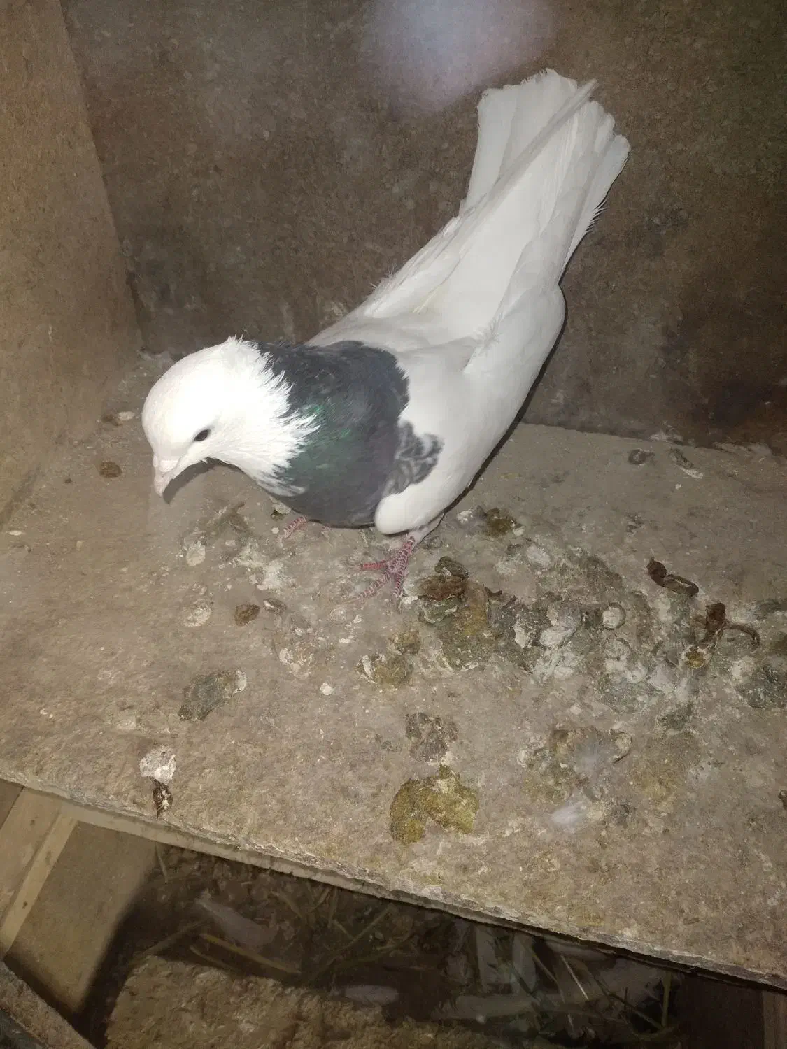 کبوتر طوقی|پرنده|سیلاخور, |دیوار