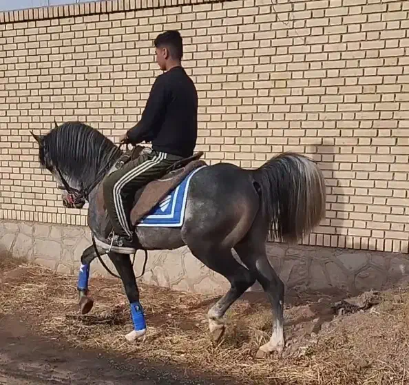 اسب|اسب و تجهیزات اسب‌سواری|سبزوار, ابارش|دیوار