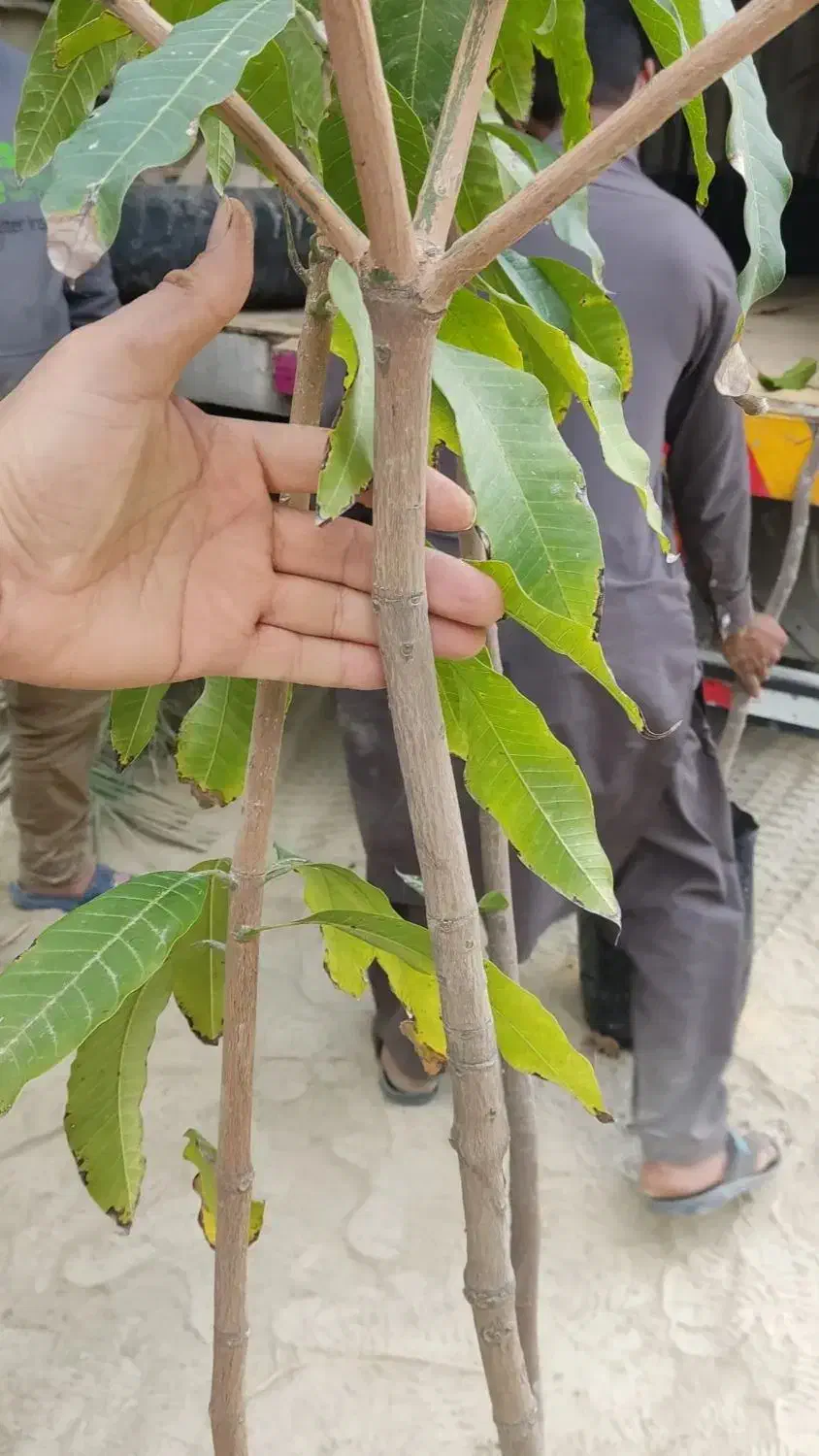 نهال انبه|گل و گیاه طبیعی|قصرقند, |دیوار