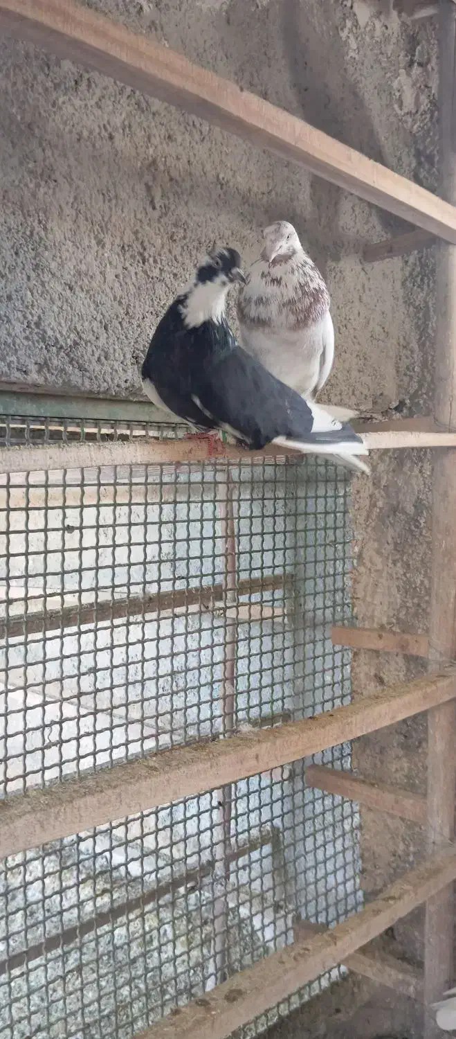 کبوتر|پرنده|قرچک, محمد آباد|دیوار