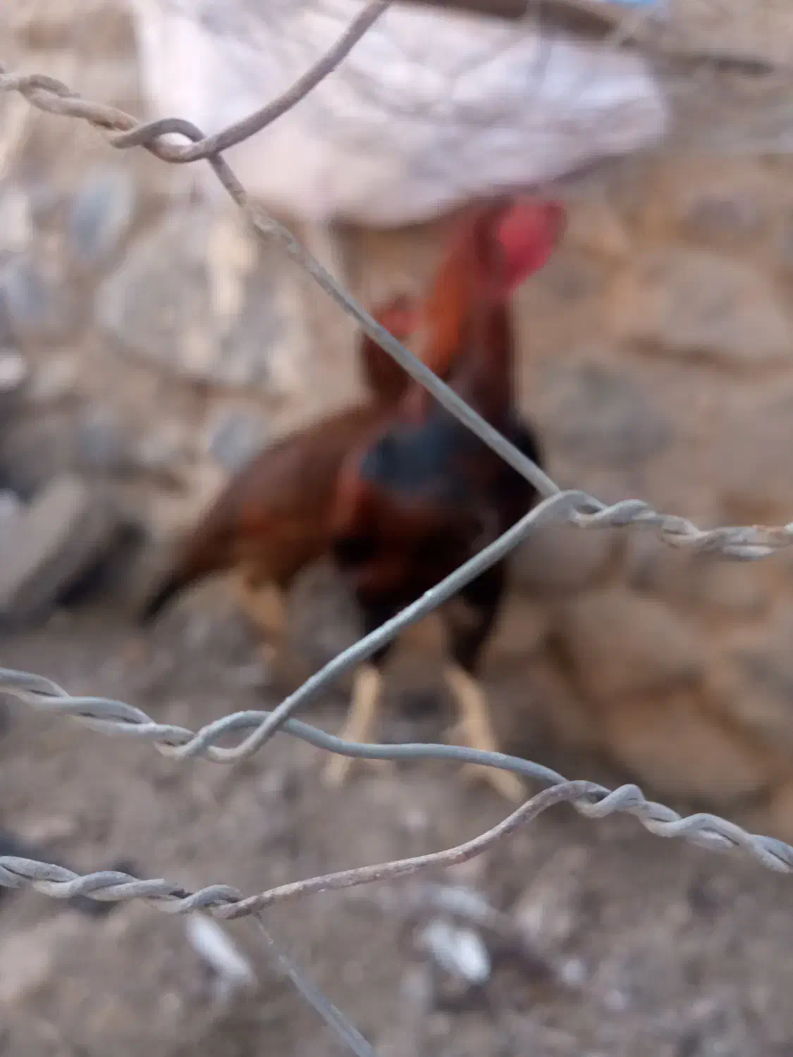 حیوانات مرغوب خروس|حیوانات مزرعه|سبزوار, قصبه شرقی|دیوار