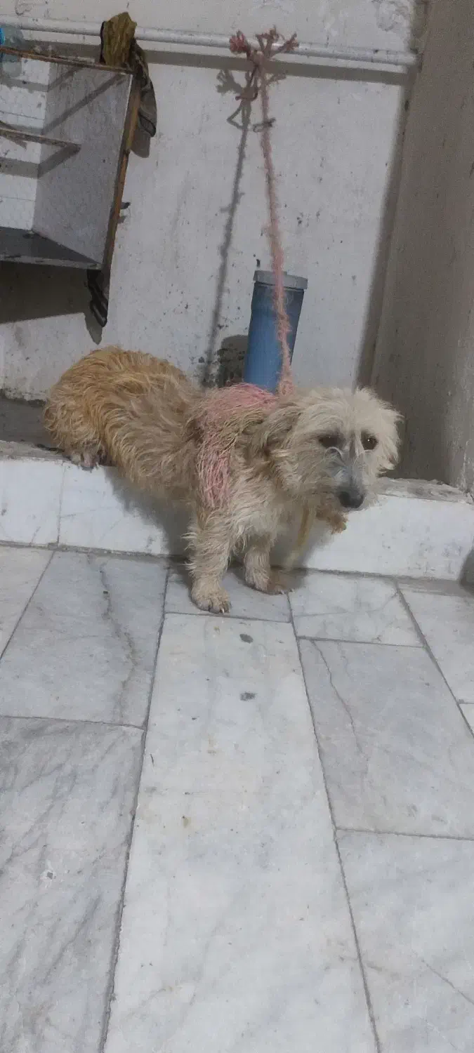 سگ ماده خانگی پشمالو|سگ|بندر ترکمن, |دیوار