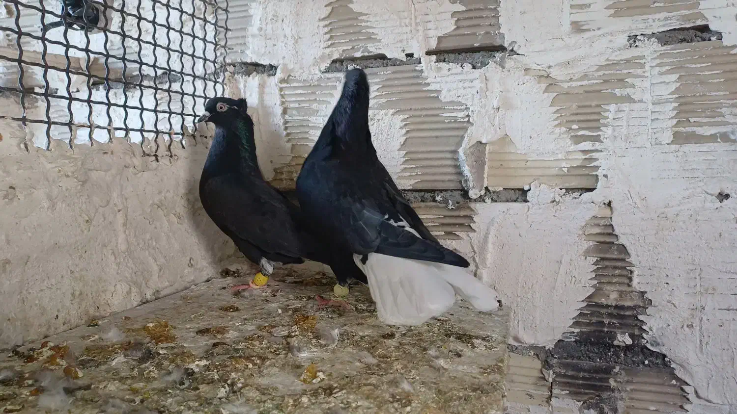 کبوتر یا کفتر|پرنده|ضیاء آباد, |دیوار