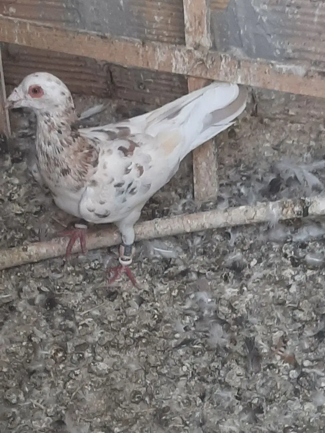 کفتر یا کبوتر|پرنده|اقبالیه, |دیوار