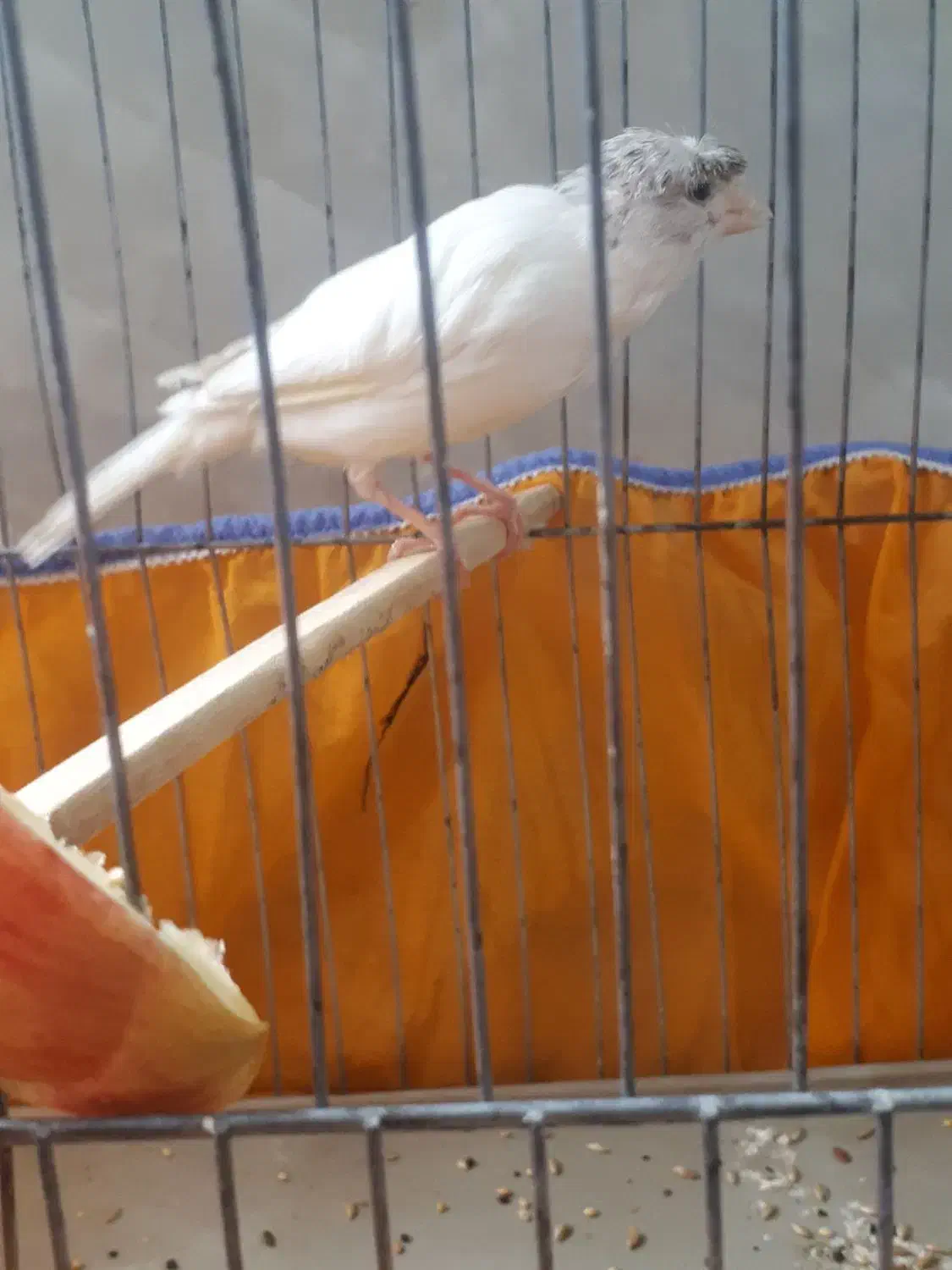 ماده قناری|پرنده|کرمان, |دیوار