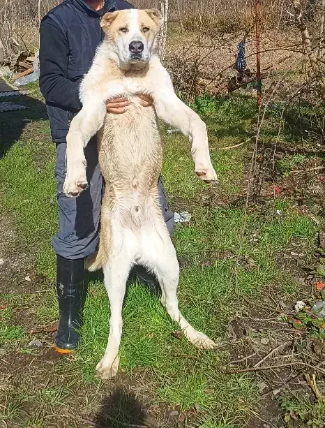 توله الابای|سگ|رشت, بازار|دیوار