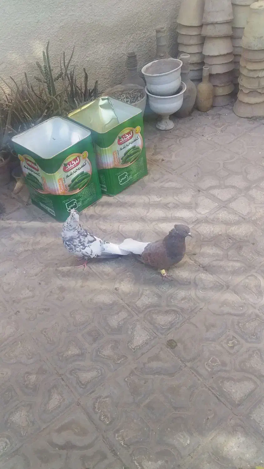 کفتر سرور دم سفید جفت|پرنده|شیراز, تندگویان|دیوار