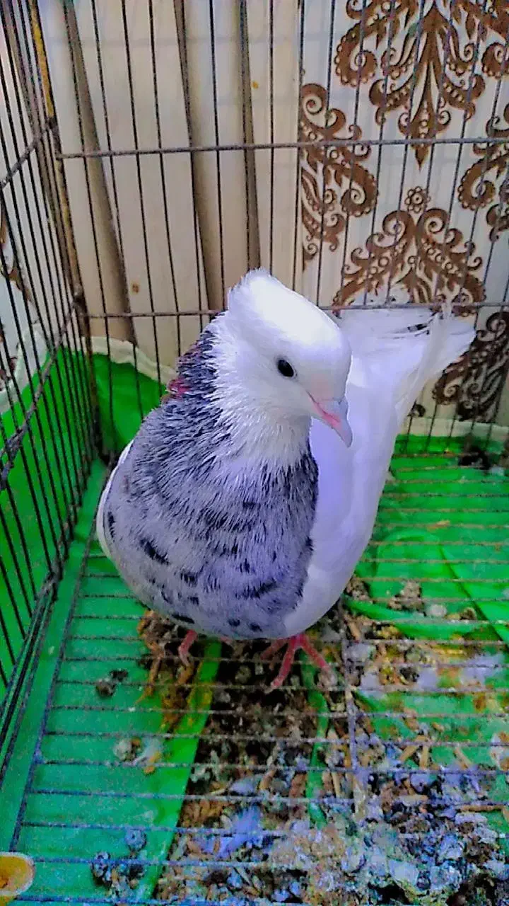 طوقی الماسی|پرنده|اهواز, دغاغله|دیوار