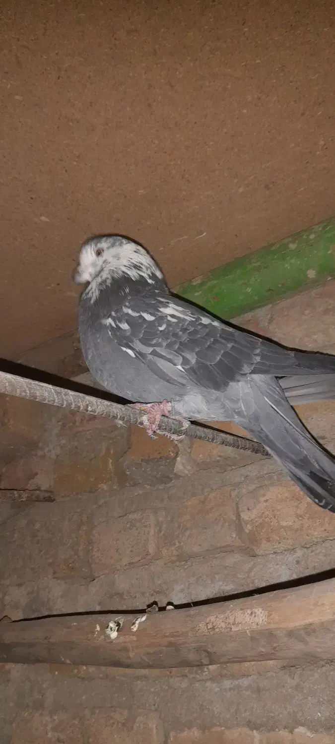 کفتر گمشده|حیوانات|بروجرد, |دیوار