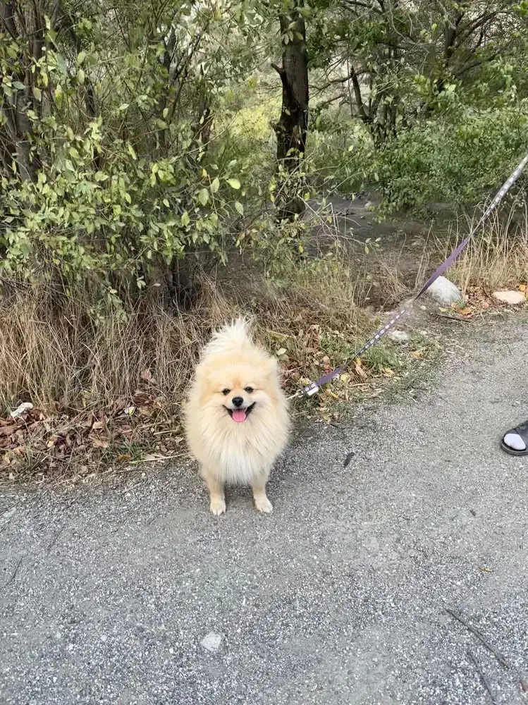 پامر نر جهت جفت گیری با ماده شما|سگ|ساری, |دیوار