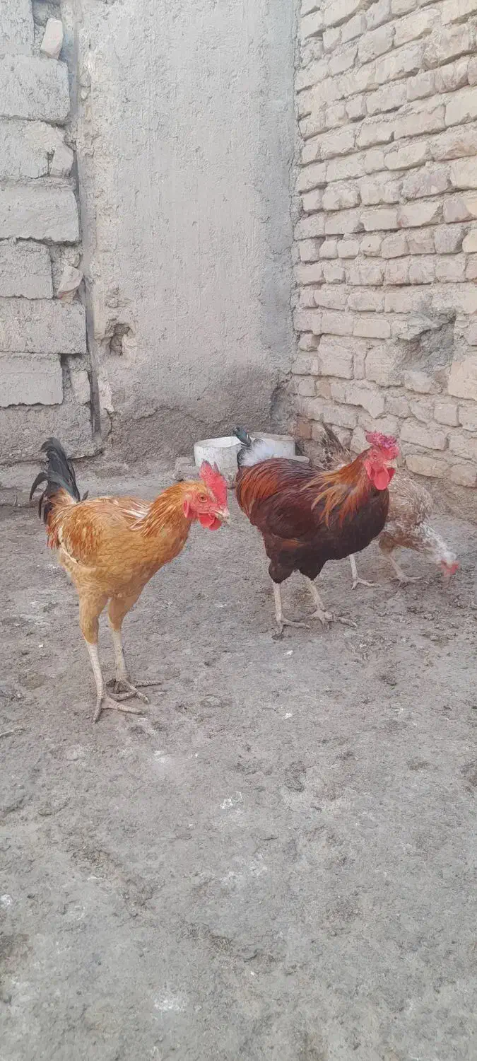 دو عددخروس محلی|حیوانات مزرعه|خمک, |دیوار