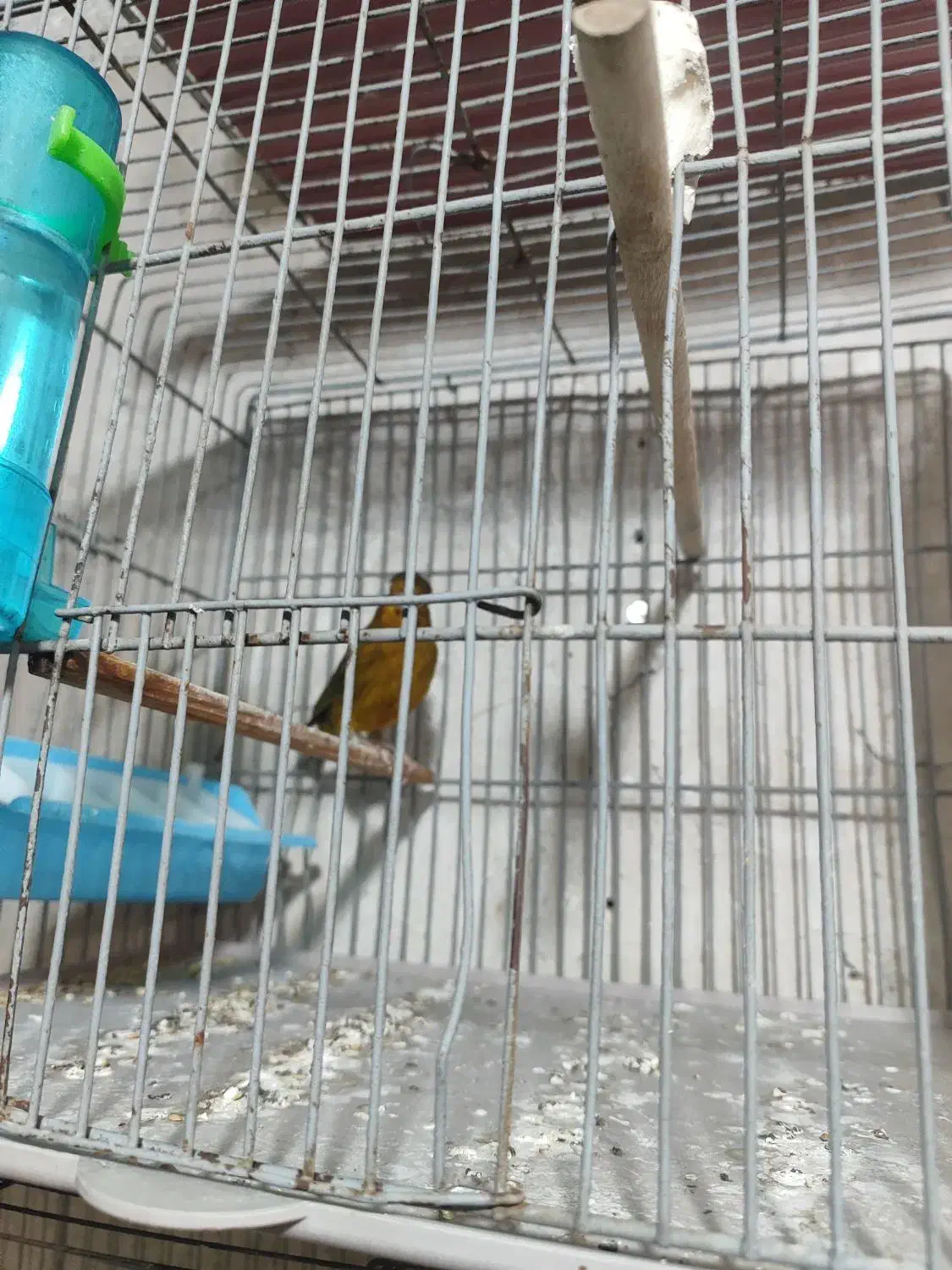 قناری سبز ریز خون|پرنده|خورموج, |دیوار