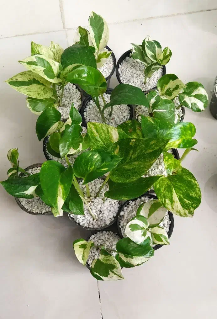 گل یوکا پتوس|گل و گیاه طبیعی|یزد, |دیوار