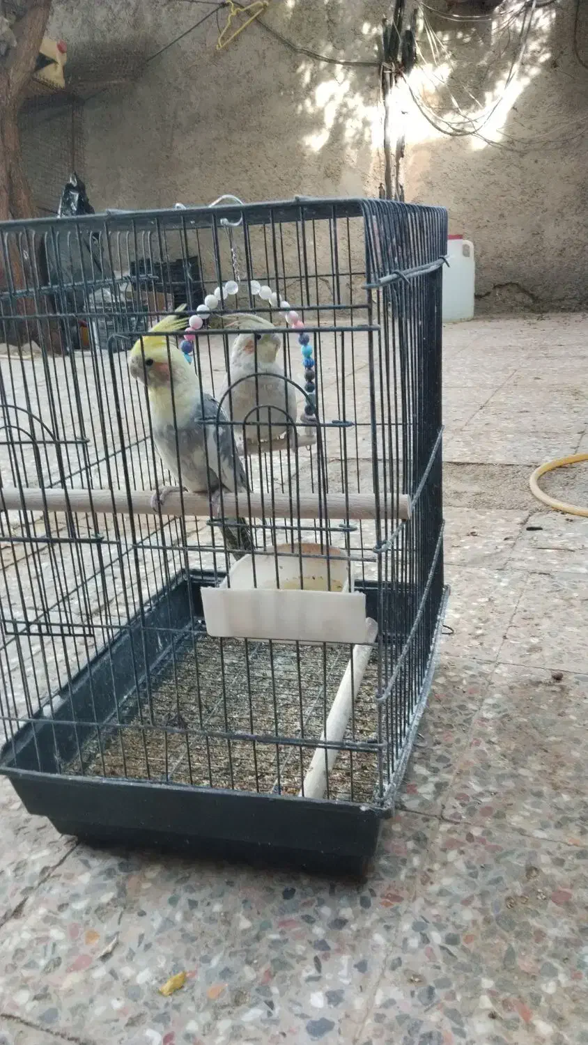 طوطی عروس هلندی|پرنده|ایرانشهر, |دیوار