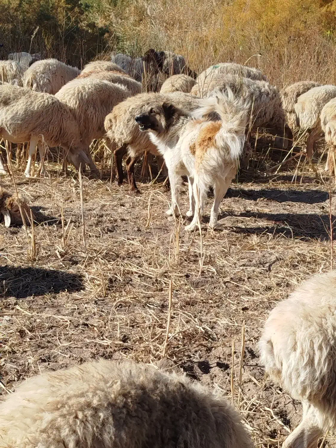 سگ گله و نگهبان|سگ|مشگین شهر, |دیوار