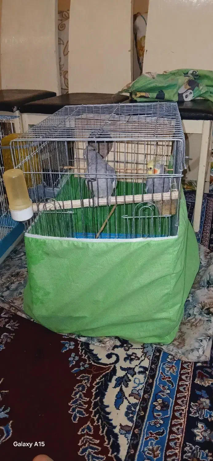 عروس هلندی|پرنده|پاکدشت, حصار امیر|دیوار