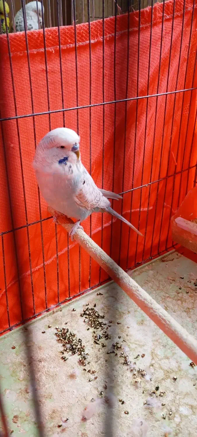 مرغ عشق انگلیسی|پرنده|شاهینشهر, خبرنگار|دیوار