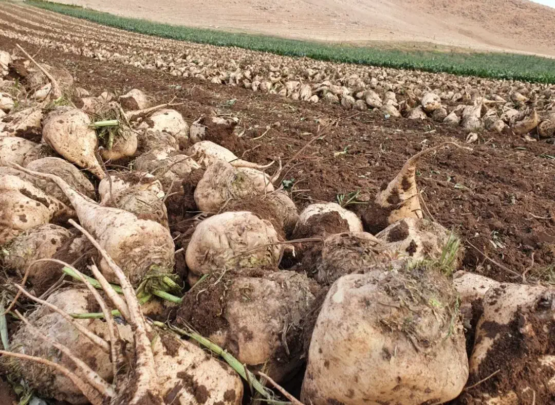 خریداری چغندر قند|خدمات باغبانی و درختکاری|بیستون, |دیوار