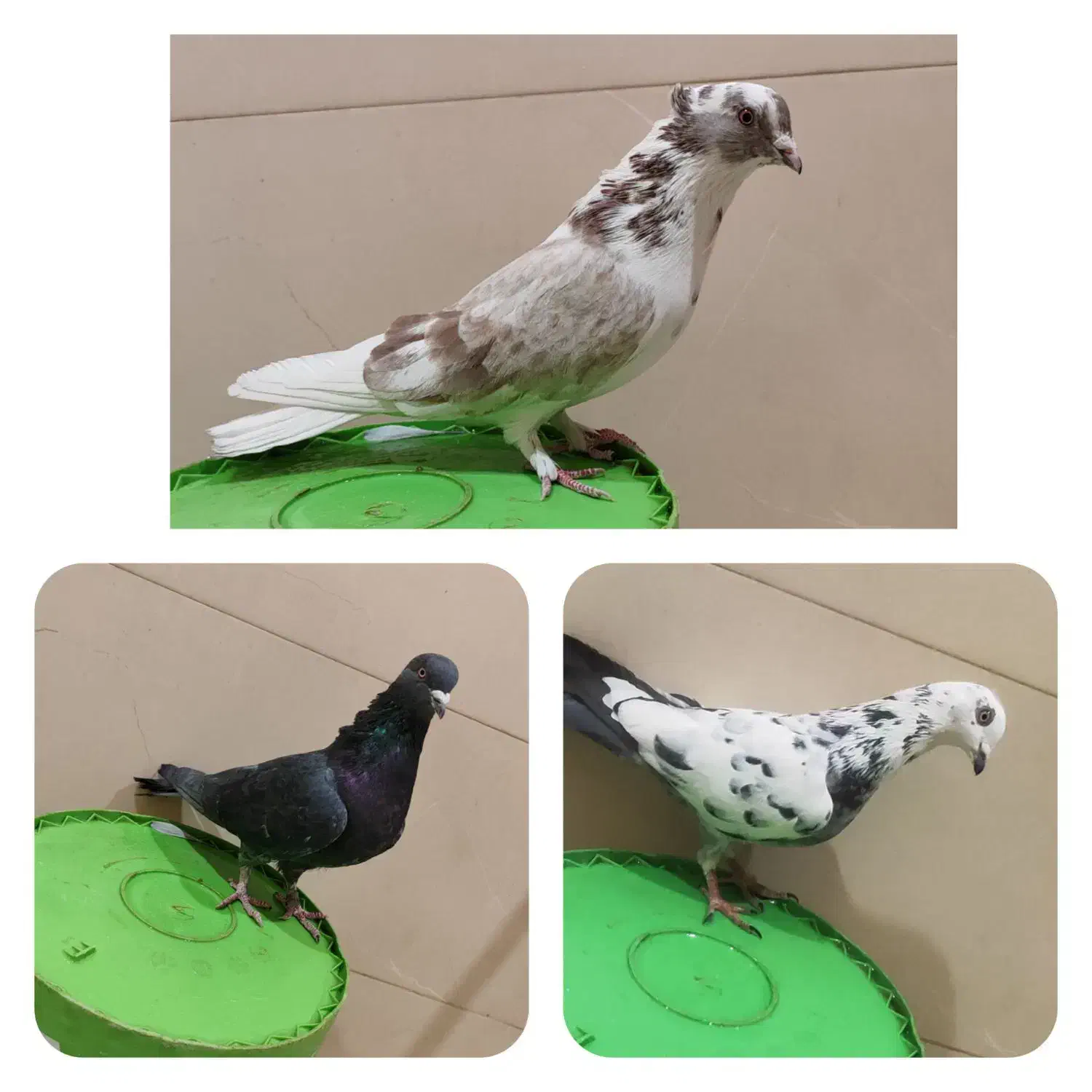 کفتر فروشی فوری|پرنده|شاهرود, |دیوار