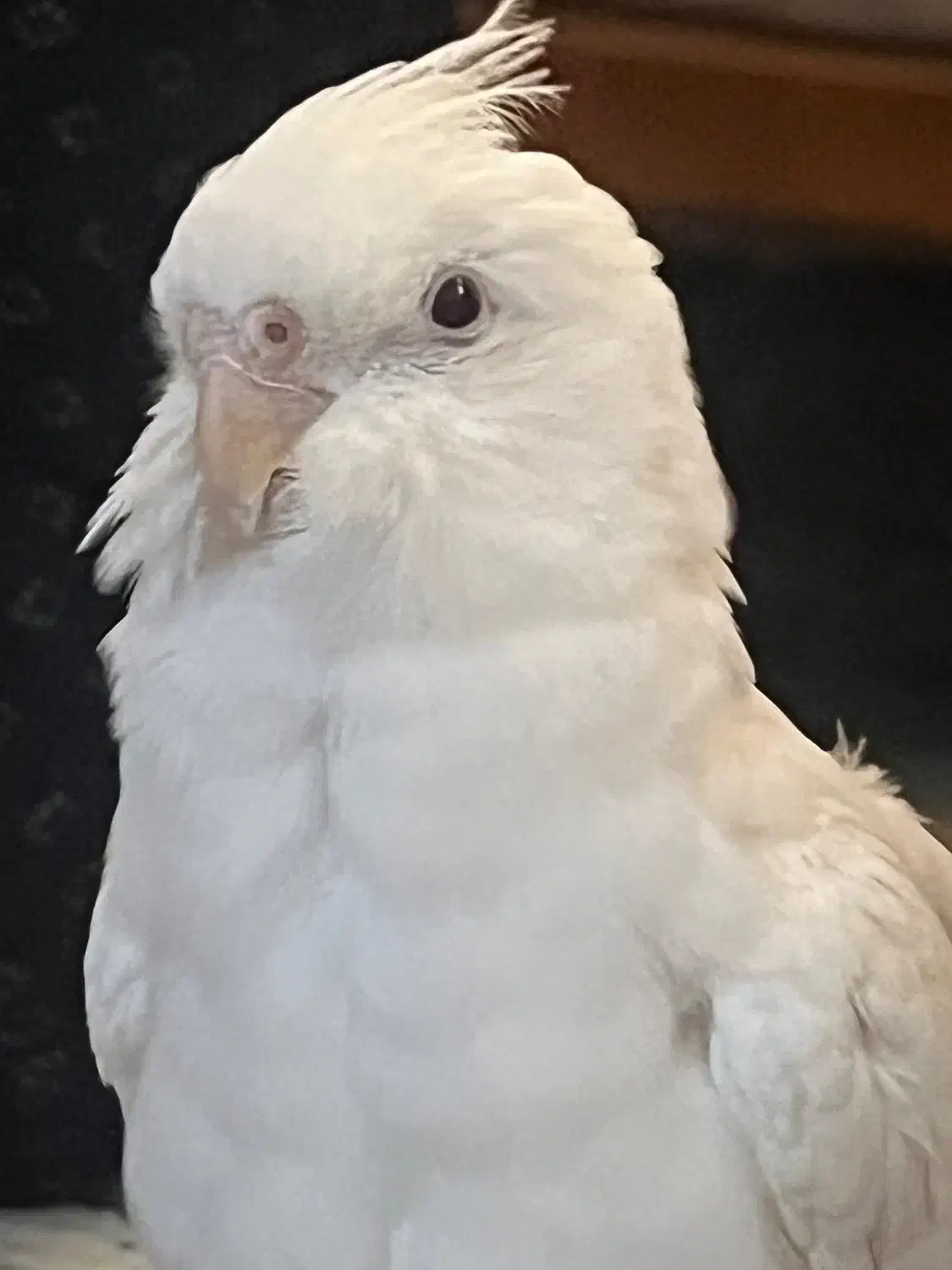 عروس هلندی بالغ البینو و قناری محلی|پرنده|بندرعباس, |دیوار