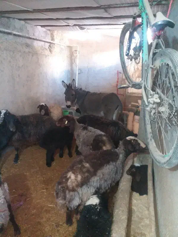 کره الاغ ماده|حیوانات مزرعه|کمیجان, |دیوار